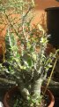 Pachypodium - plante exotique 0.6-0.8m